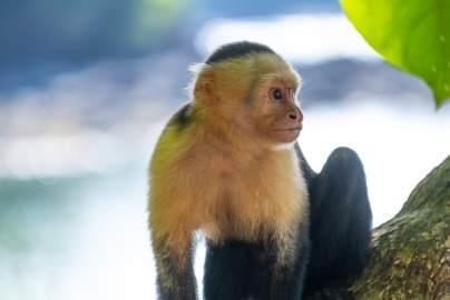 monos-en-costa-rica