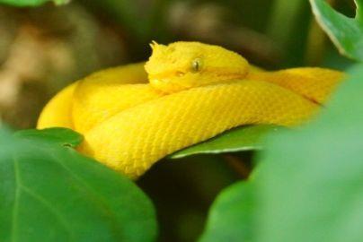 serpientes-en-costa-rica