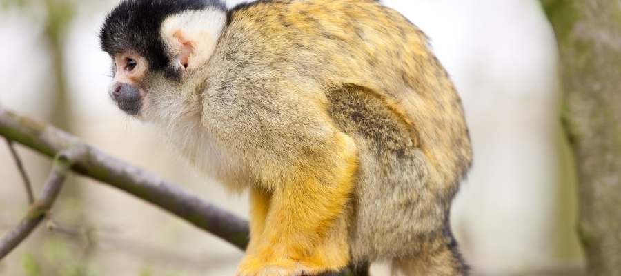 Imagen de Monos ardilla o tití Costa Rica